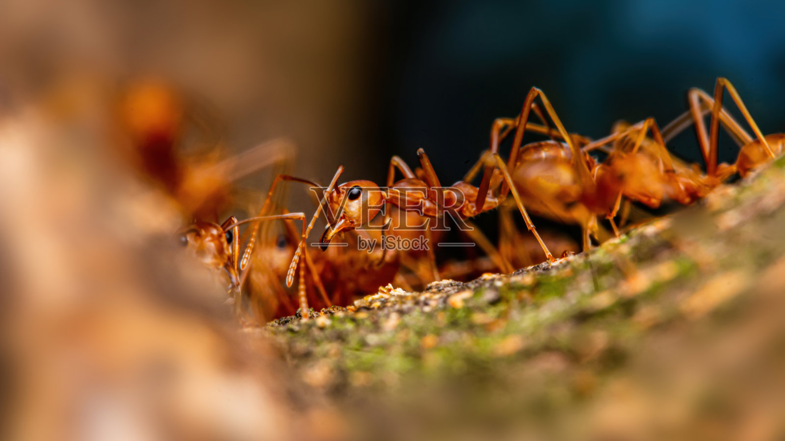 在自然界绿色背景的树枝上的火蚁照片摄影图片