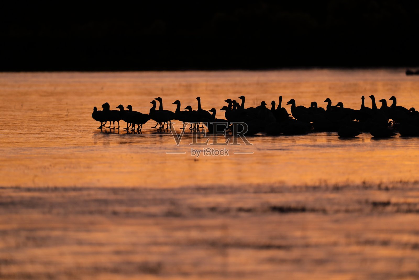 雪鹅博斯克德尔阿帕奇，美国新墨西哥州照片摄影图片
