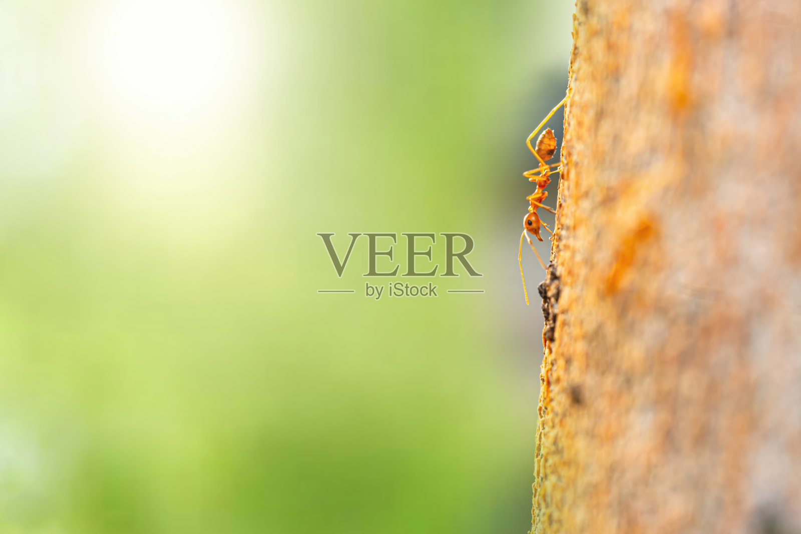 在自然界绿色背景的树枝上的火蚁照片摄影图片