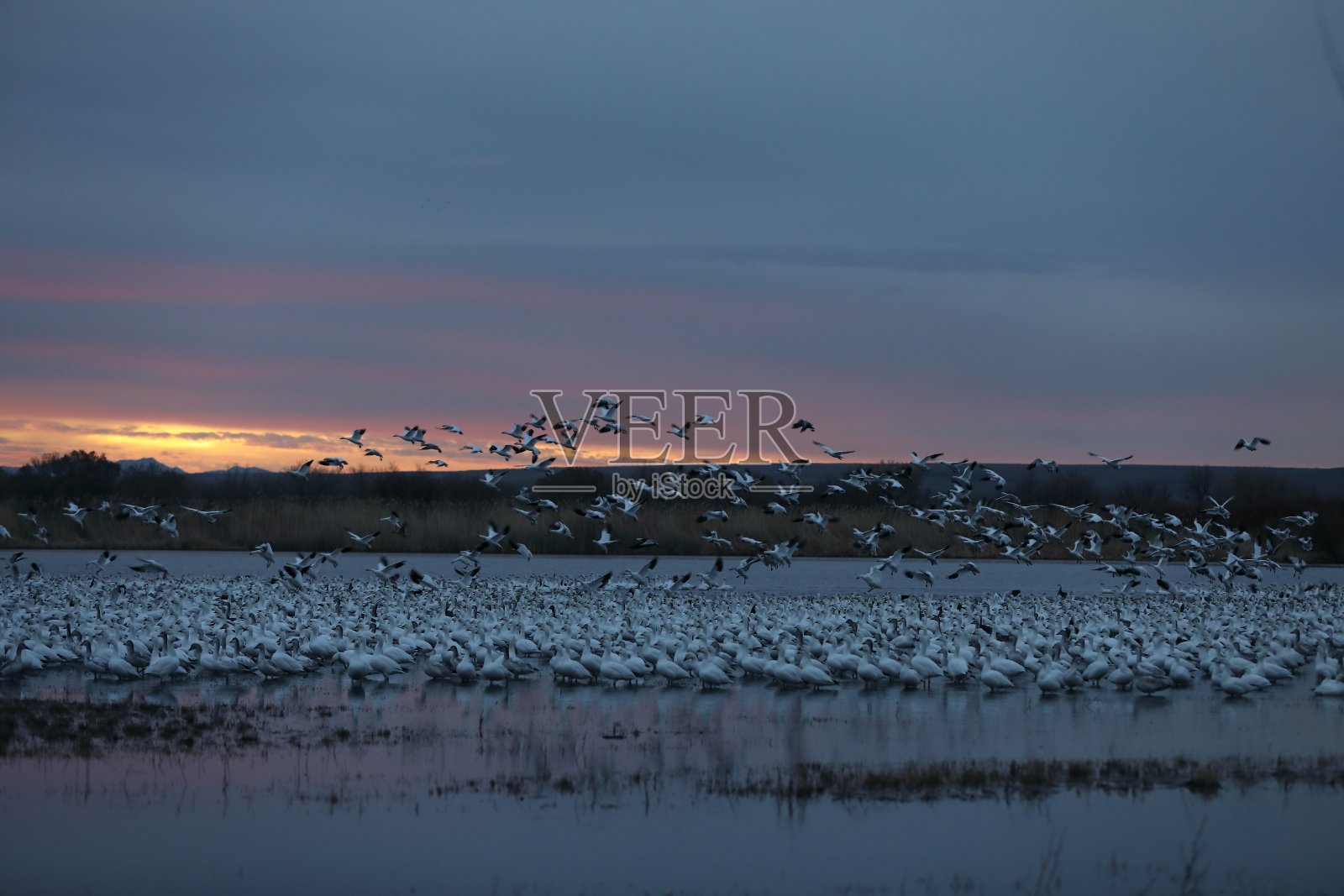 雪鹅博斯克德尔阿帕奇，美国新墨西哥州照片摄影图片