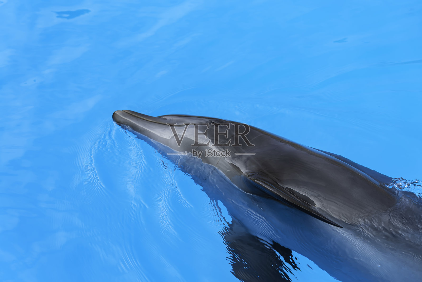 海豚在蓝色的水里游泳。海豚头的特写。游泳池里聪明的哺乳动物。宽吻海豚照片摄影图片