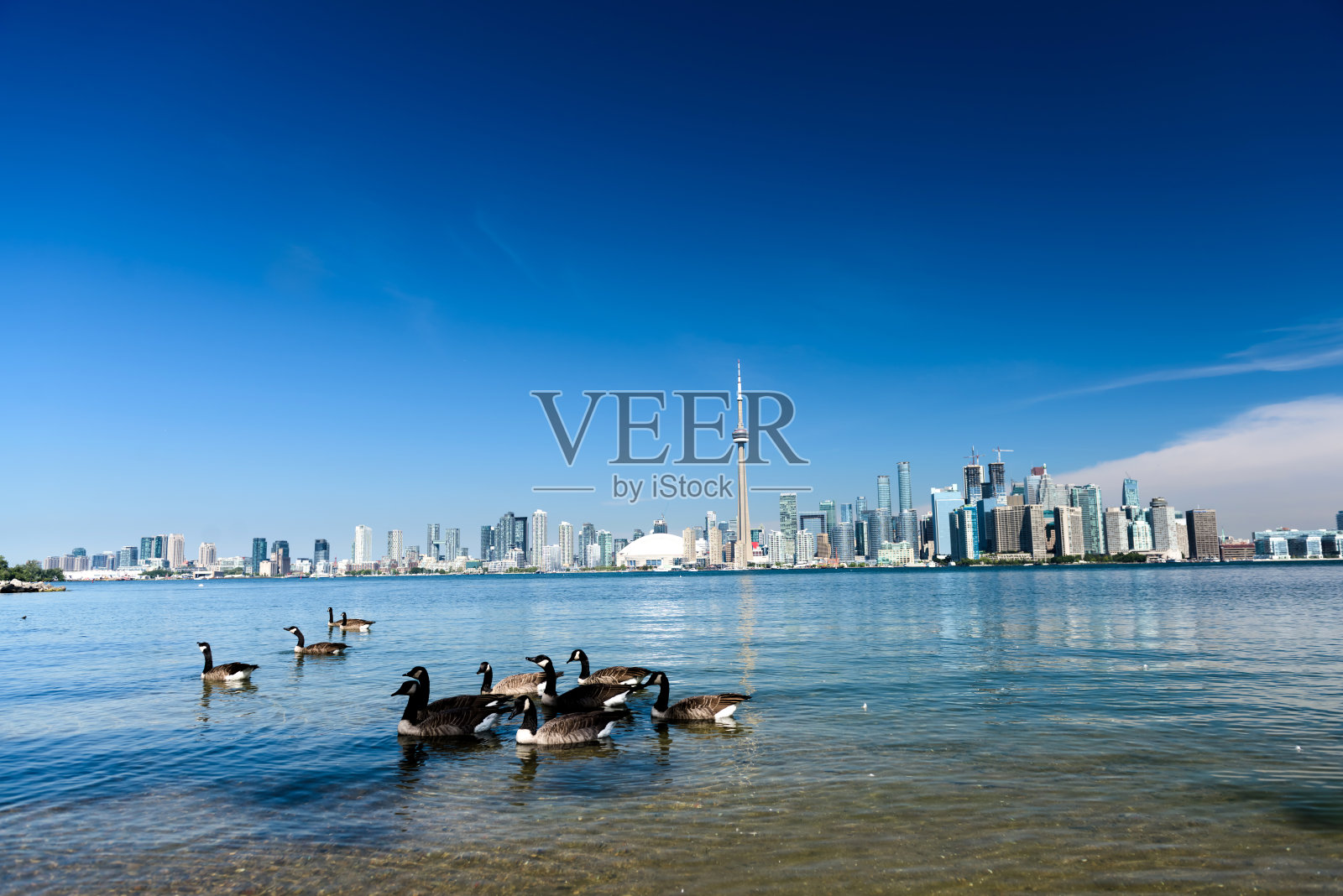 加拿大安大略省安大略湖和多伦多城市天际线上的天鹅照片摄影图片