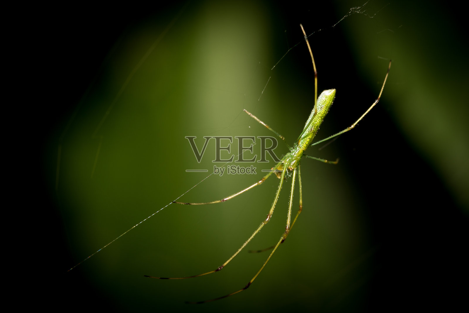 小蜘蛛照片摄影图片