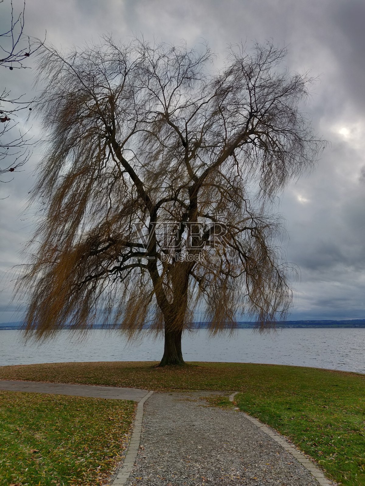 孤独的树照片摄影图片