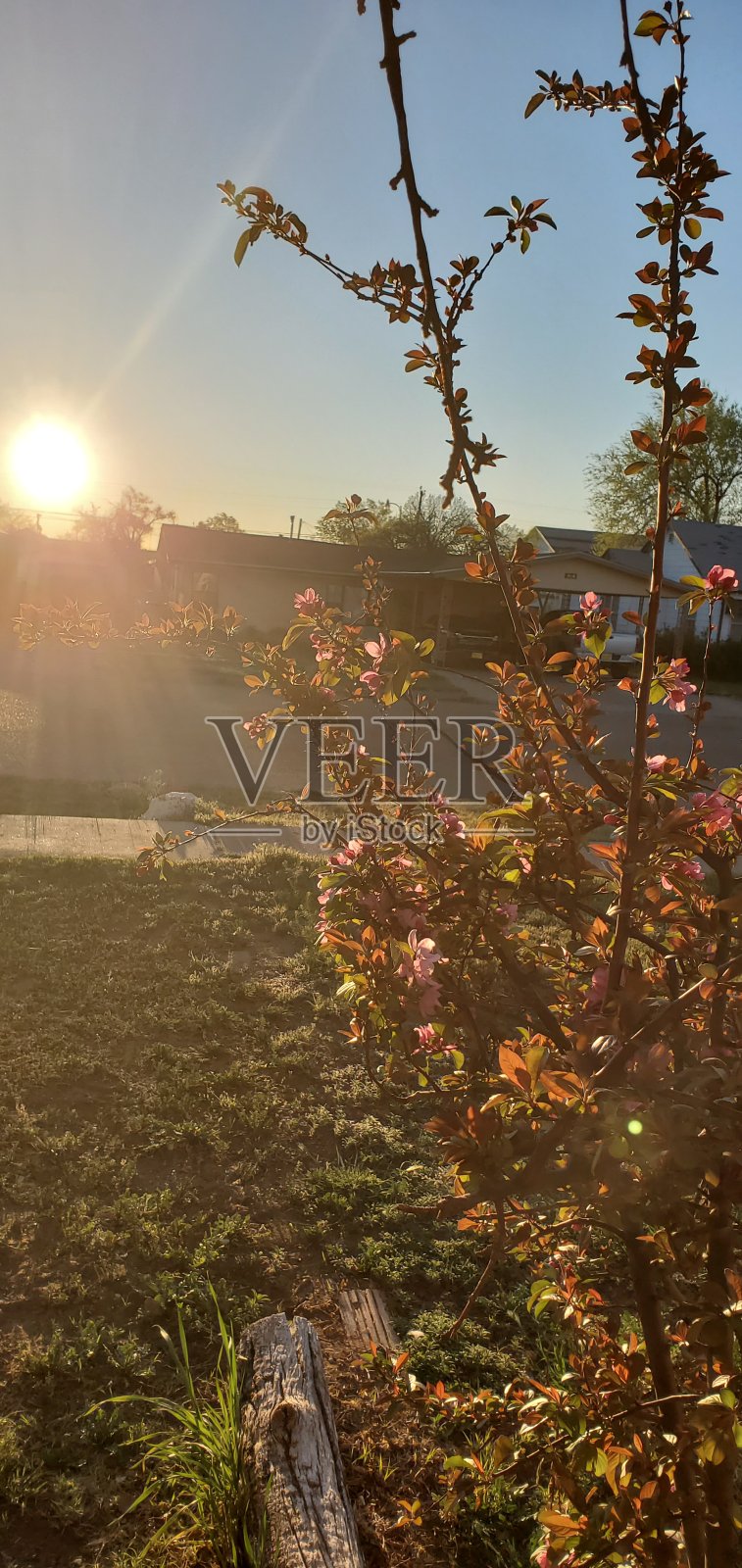 日出和花朵照片摄影图片