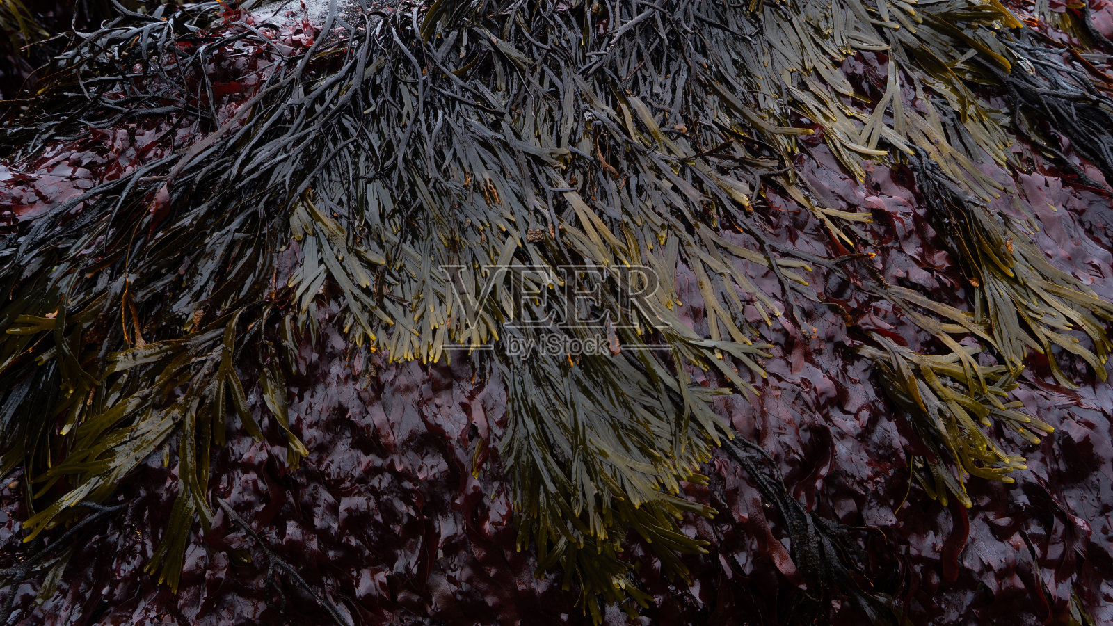 被火山岩石覆盖的浅滩，覆盖着亮绿色的草和海藻。石头在水中倒映照片摄影图片