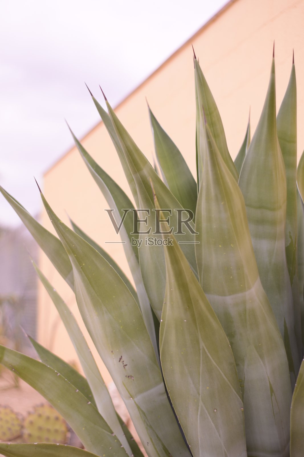 芦荟叶的特写照片摄影图片