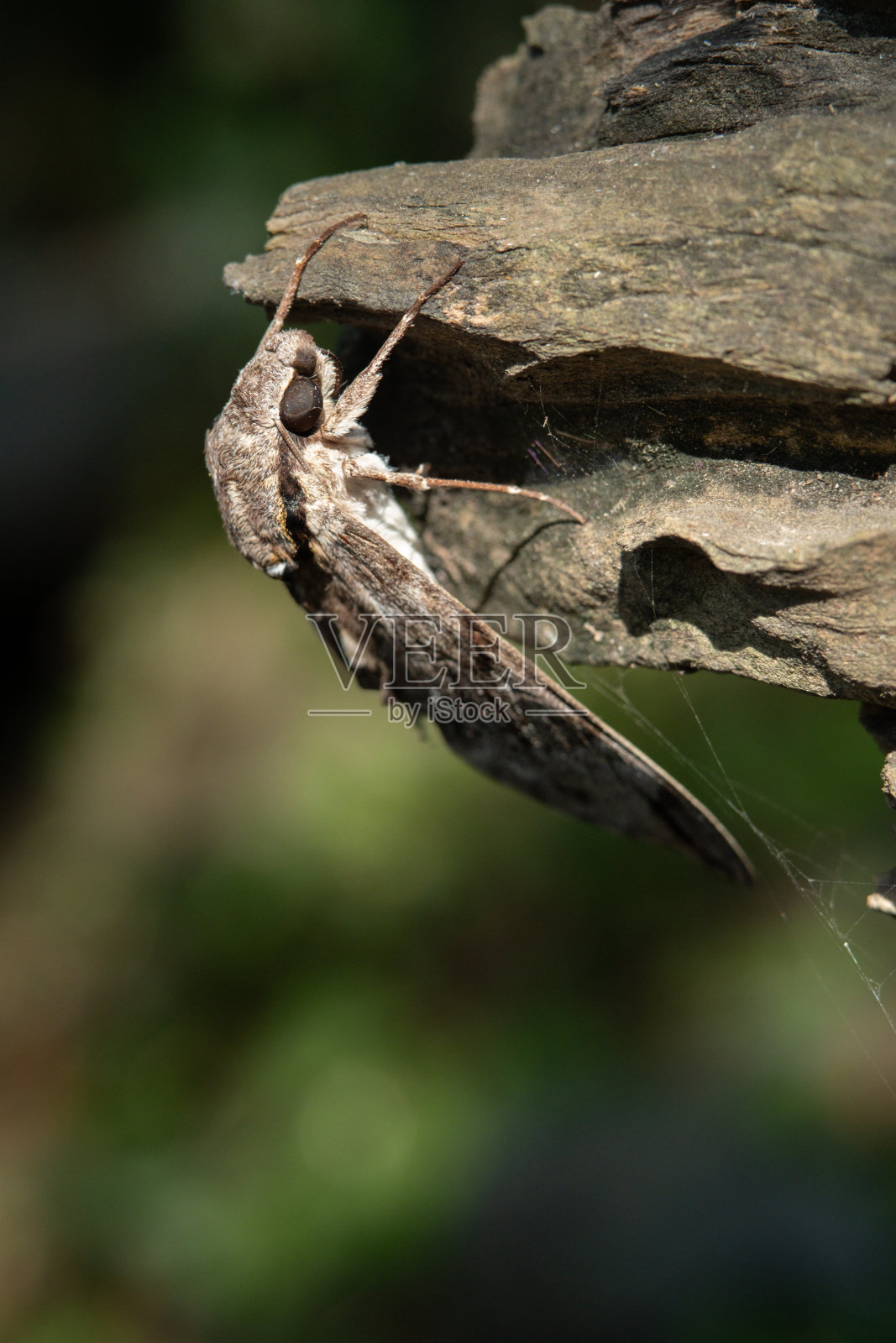蛾照片摄影图片