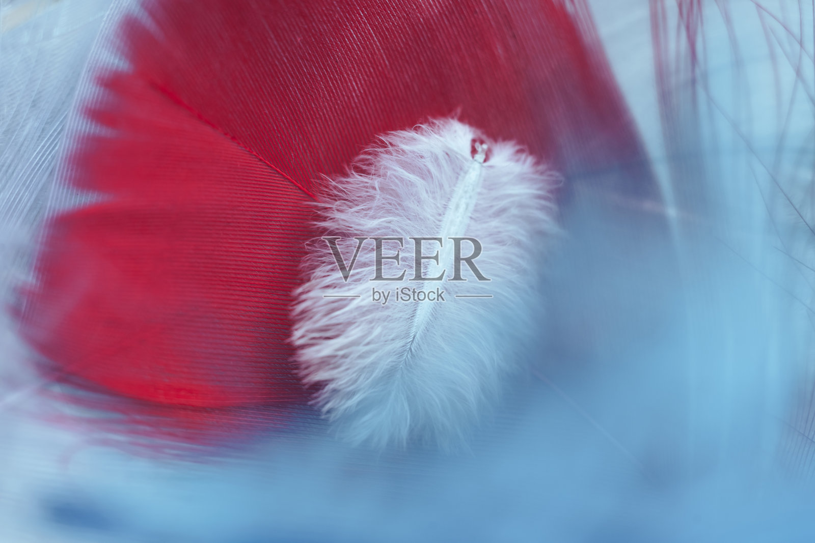 靠近美丽的白色趋势鸟羽毛上的红色和蓝色羽毛图案纹理背景。微距摄影的看法。照片摄影图片