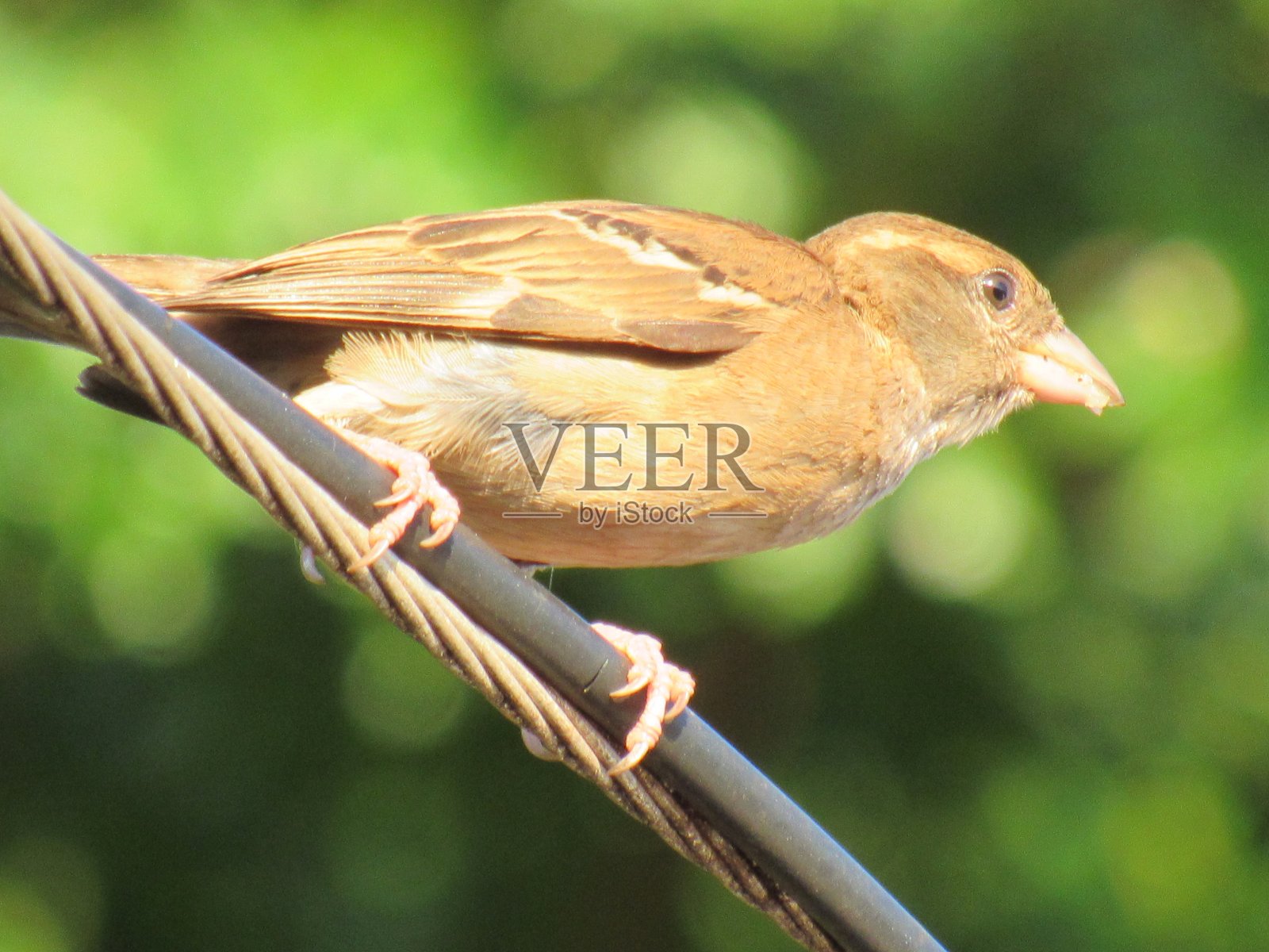 美丽的小鸟照片摄影图片