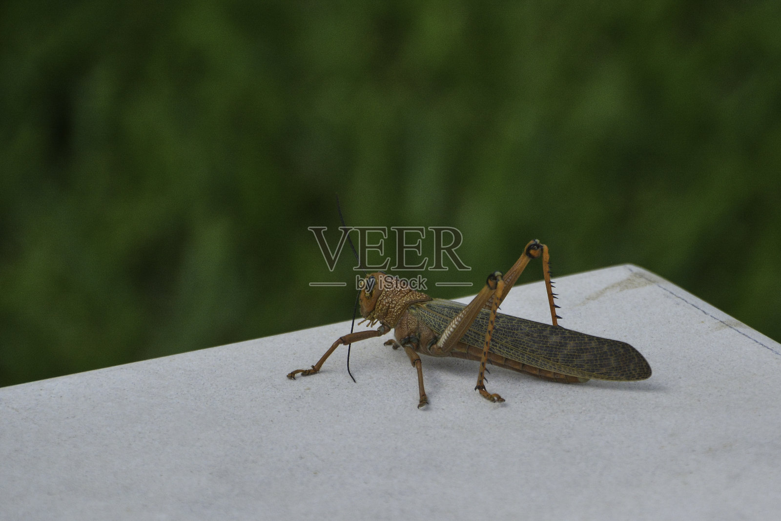 绿色大蝗虫，蚱蜢近处照片摄影图片