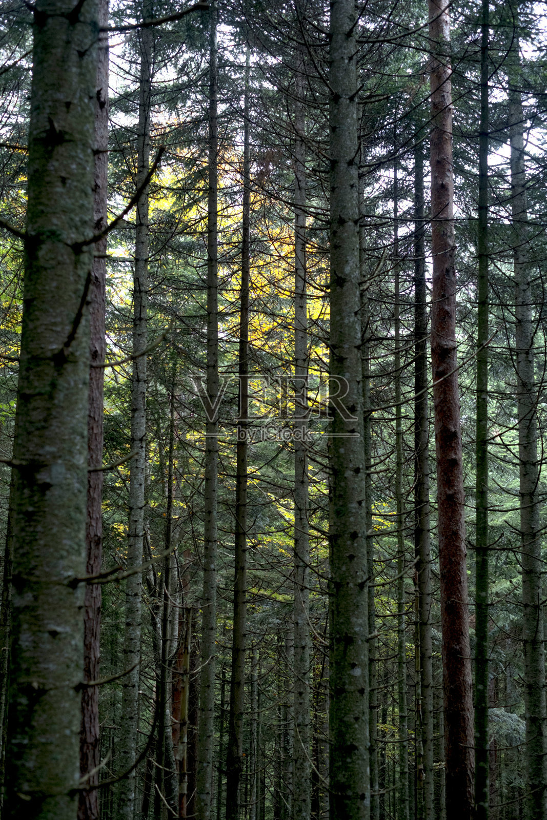秋色树纹理照片摄影图片