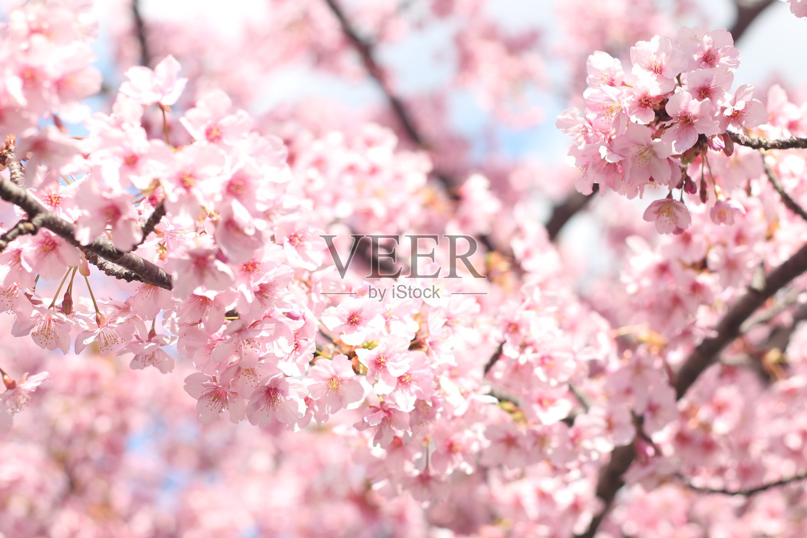 美丽的粉红色樱花，东京，日本，亚洲照片摄影图片