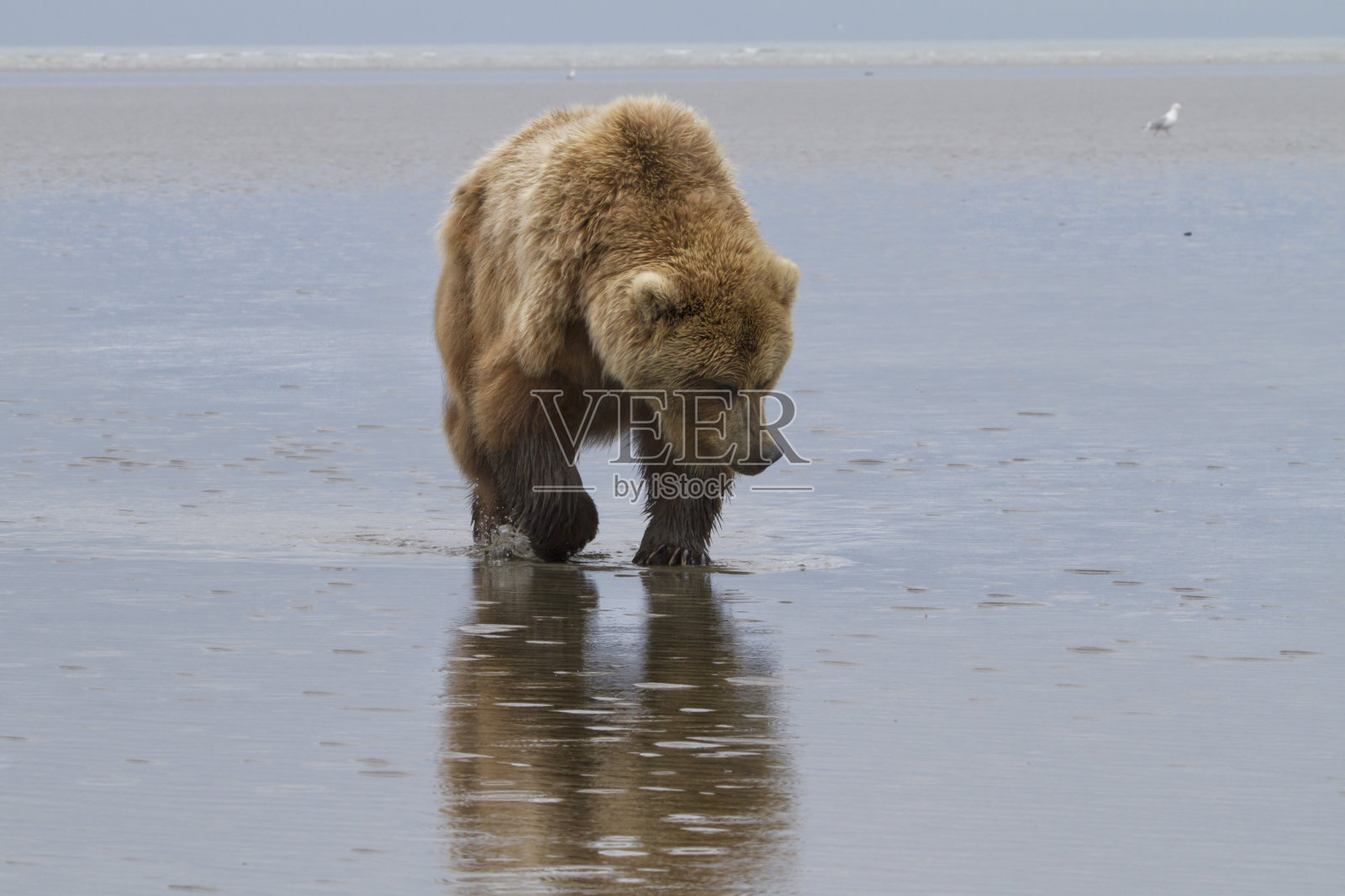 正在寻找蛤蜊的灰熊照片摄影图片