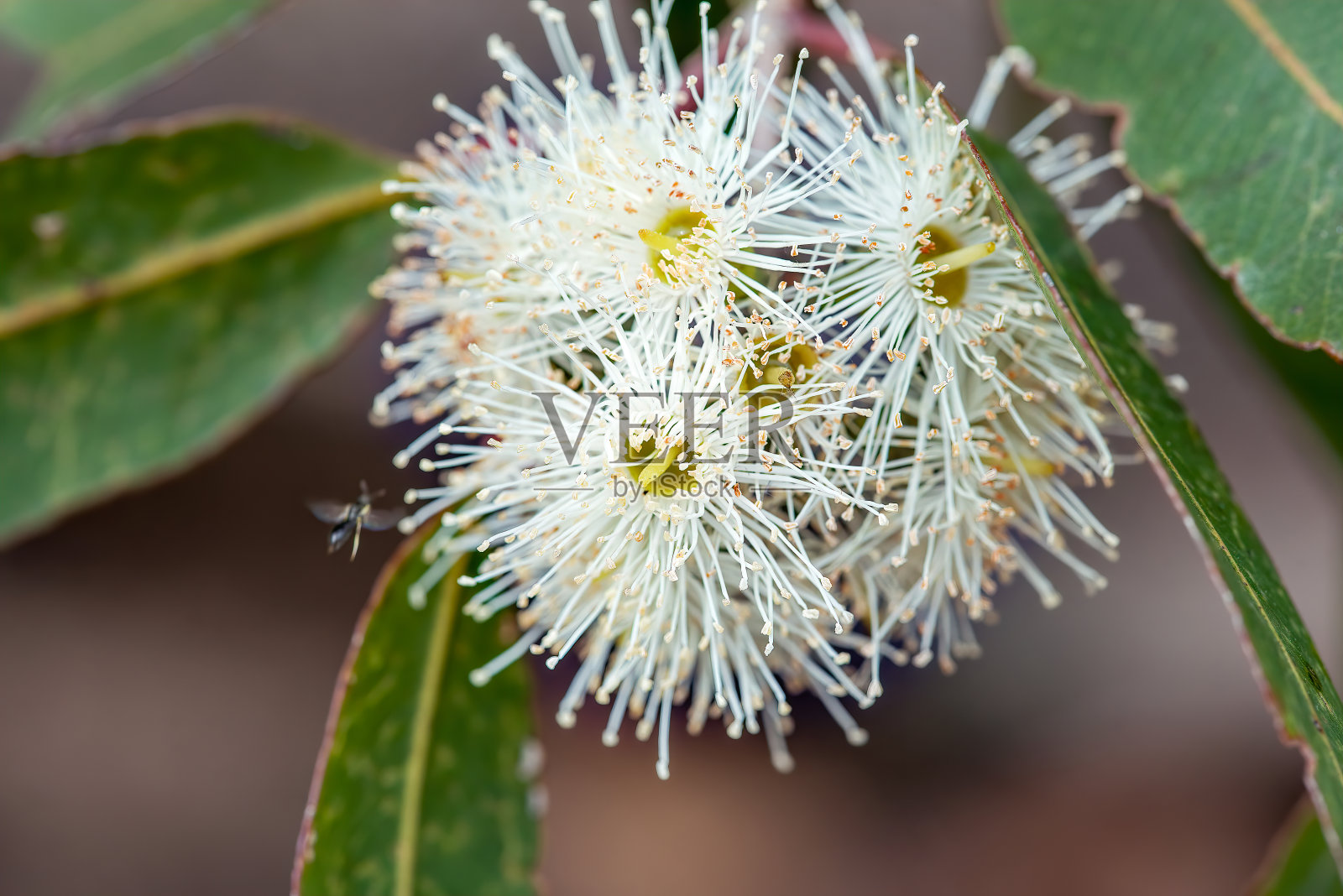 花胶照片摄影图片