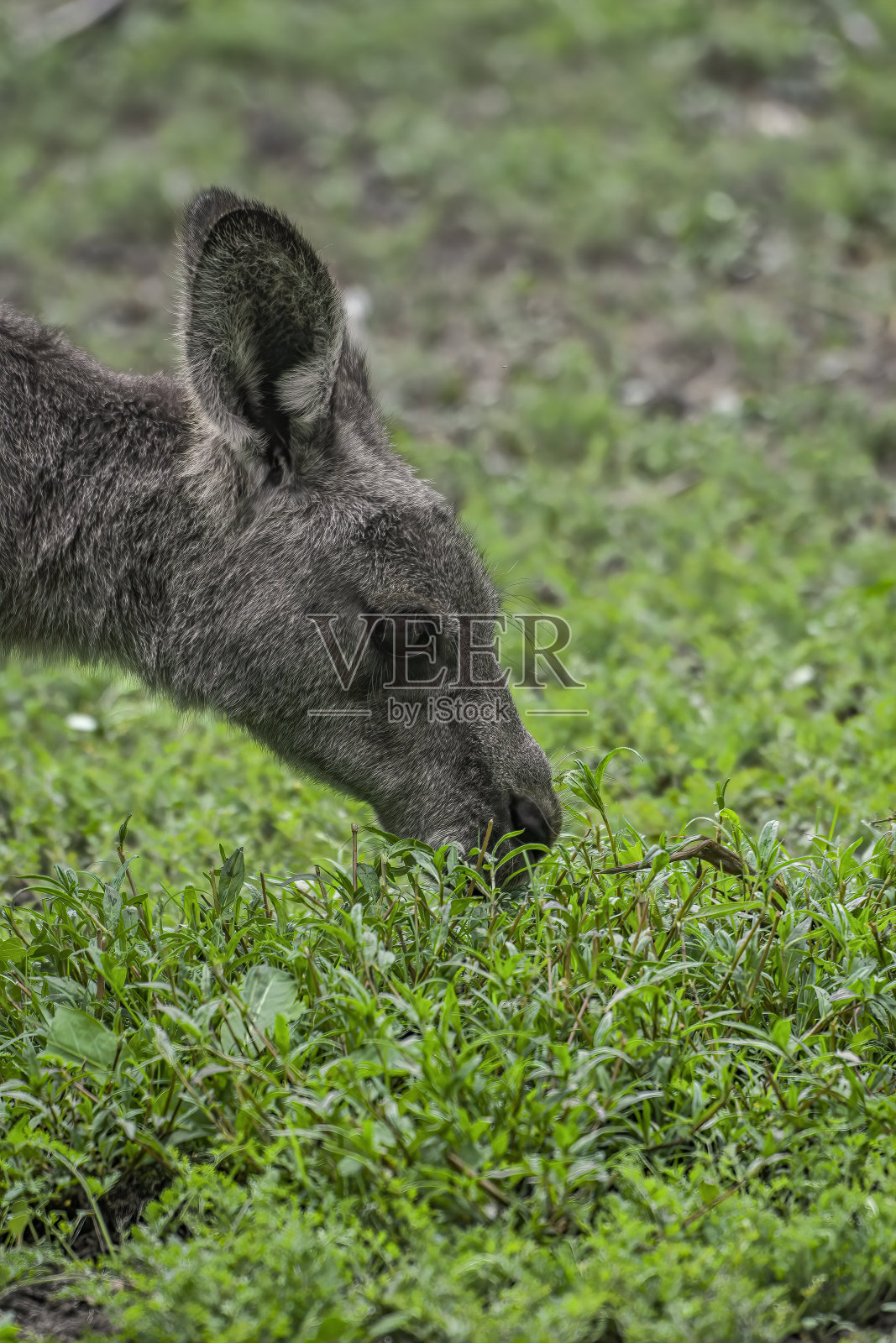 近距离看，灰色袋鼠照片摄影图片