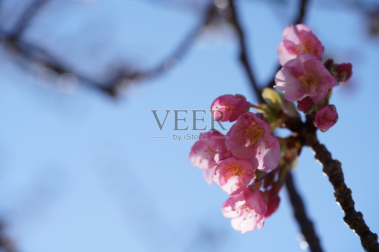 樱桃’Kawazu-zakura’照片摄影图片