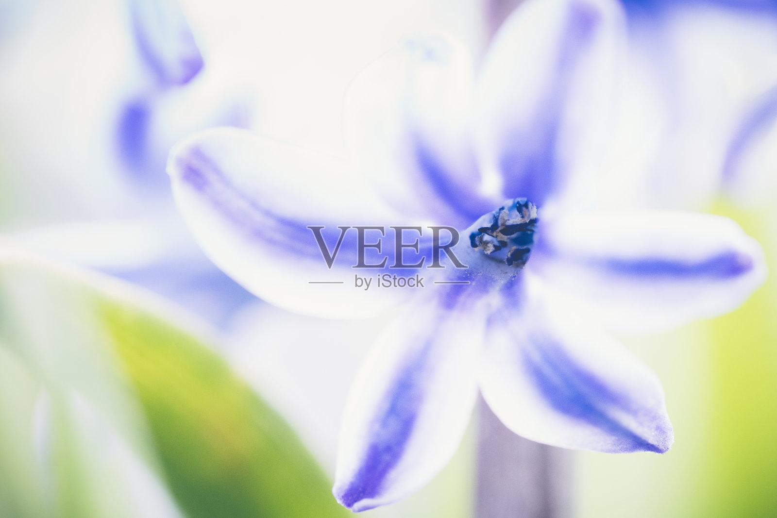 鲜早春紫风信子鳞茎，生长在Land(花园)照片摄影图片