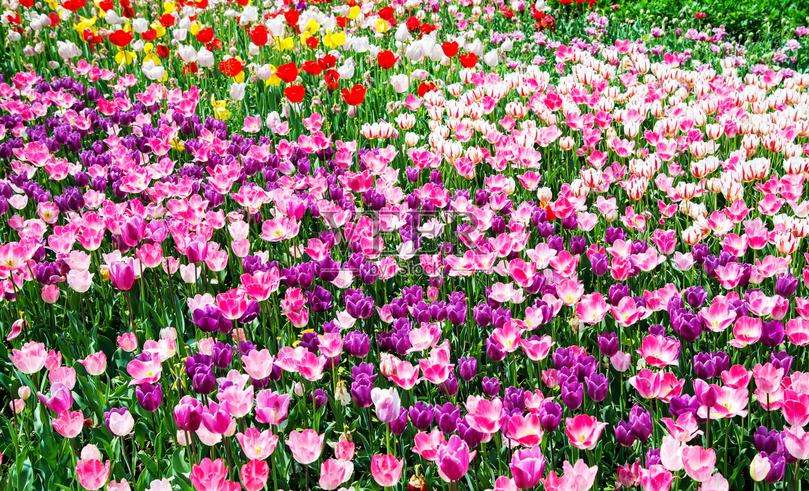 美丽的郁金香照片摄影图片