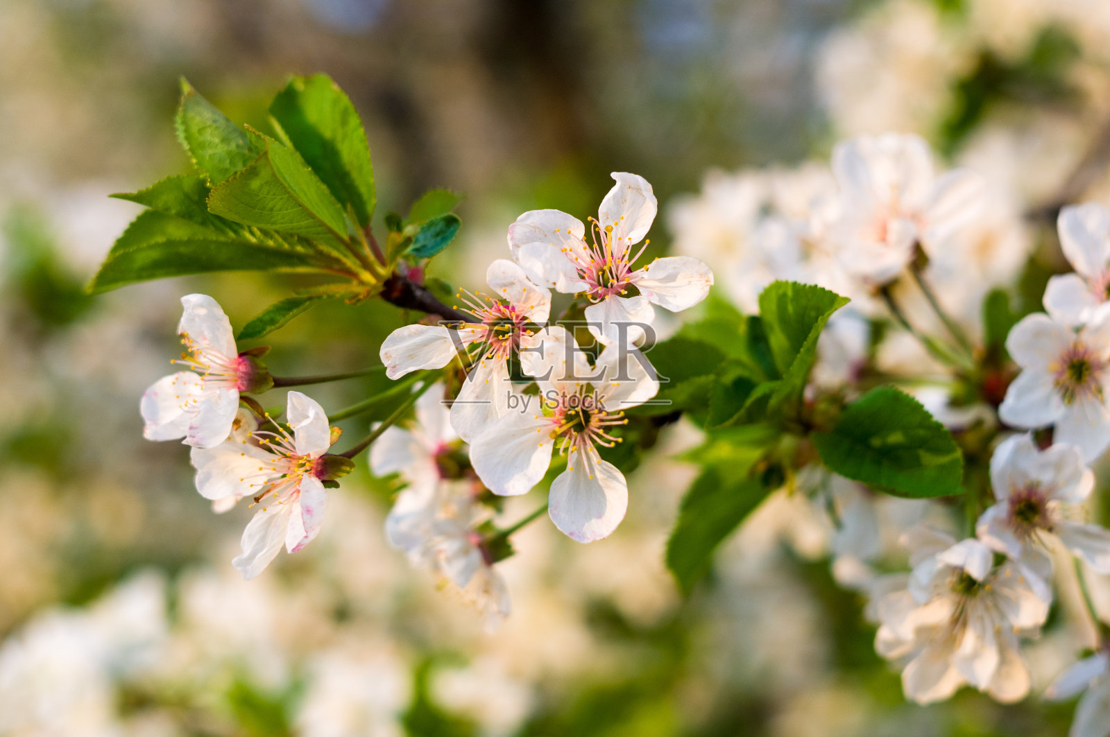背景盛开的美丽的白色樱桃在雨点在一个阳光明媚的日子，在早春近距离，柔和的焦点照片摄影图片
