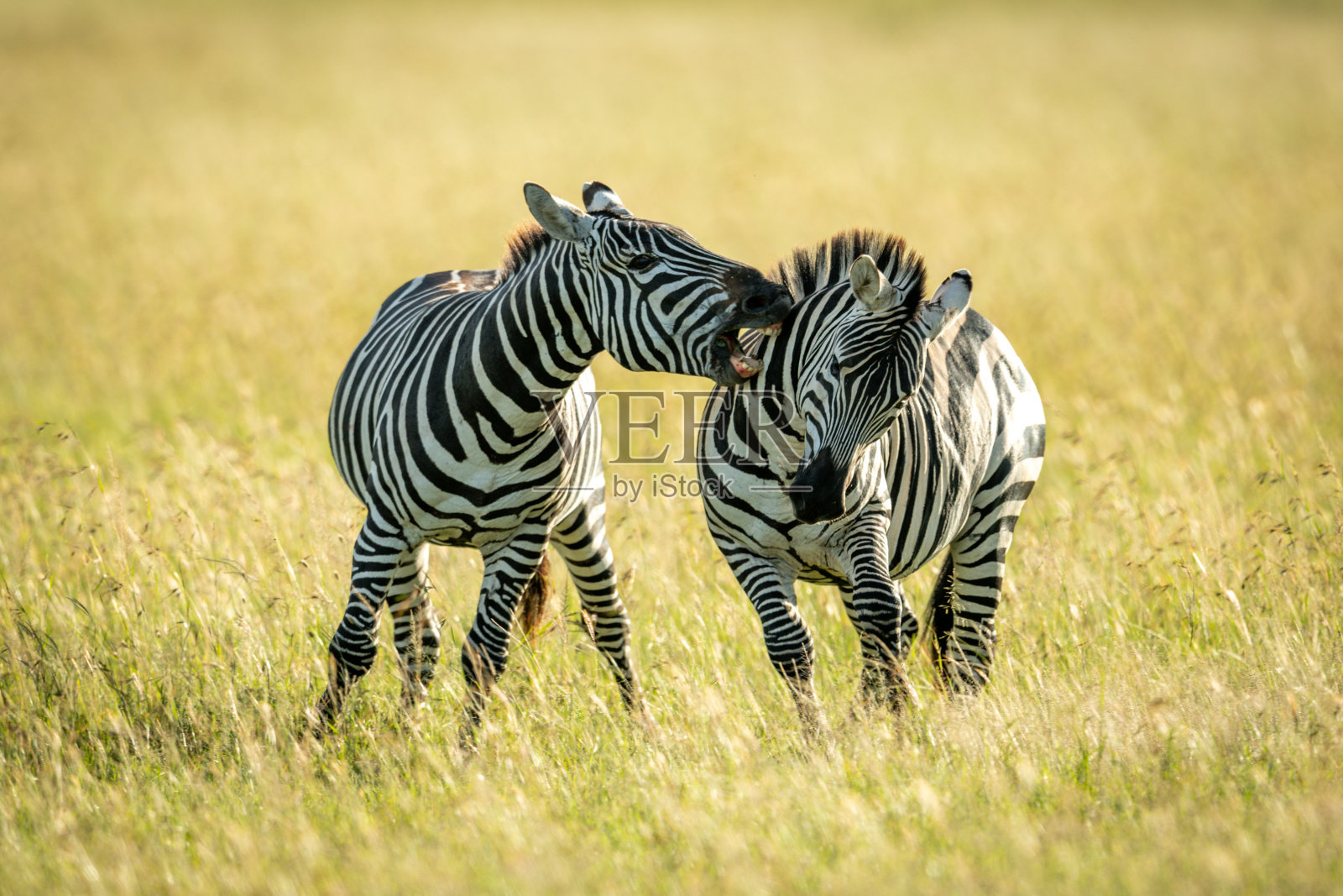 草原斑马在草丛中咬着另一只斑马照片摄影图片