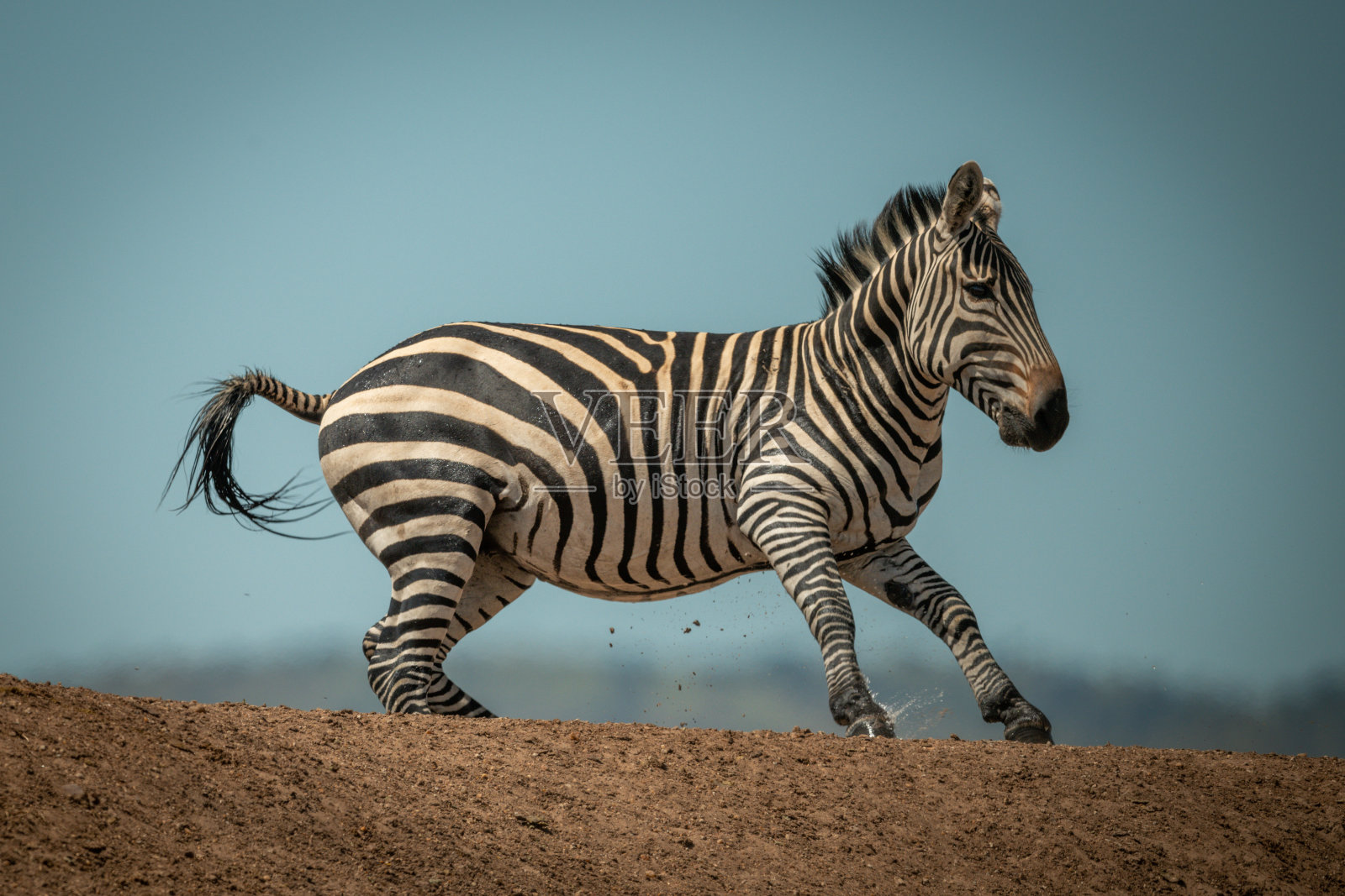 平原斑马在阳光下飞驰过山脊照片摄影图片