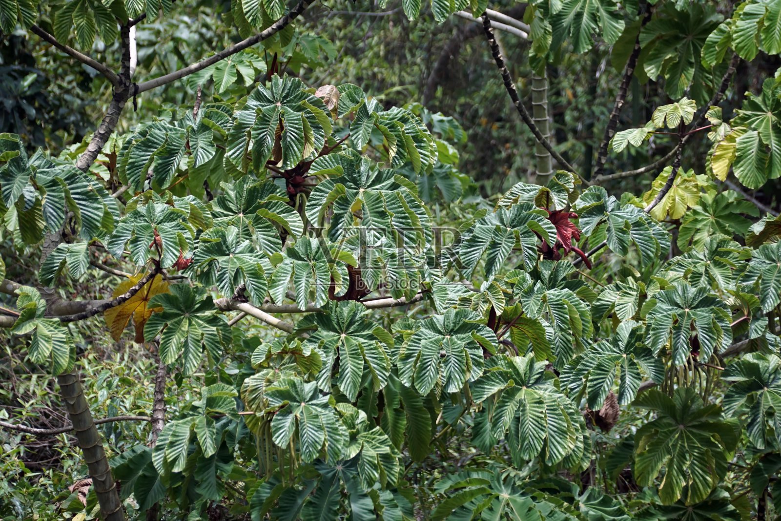 树上的扇贝叶子照片摄影图片