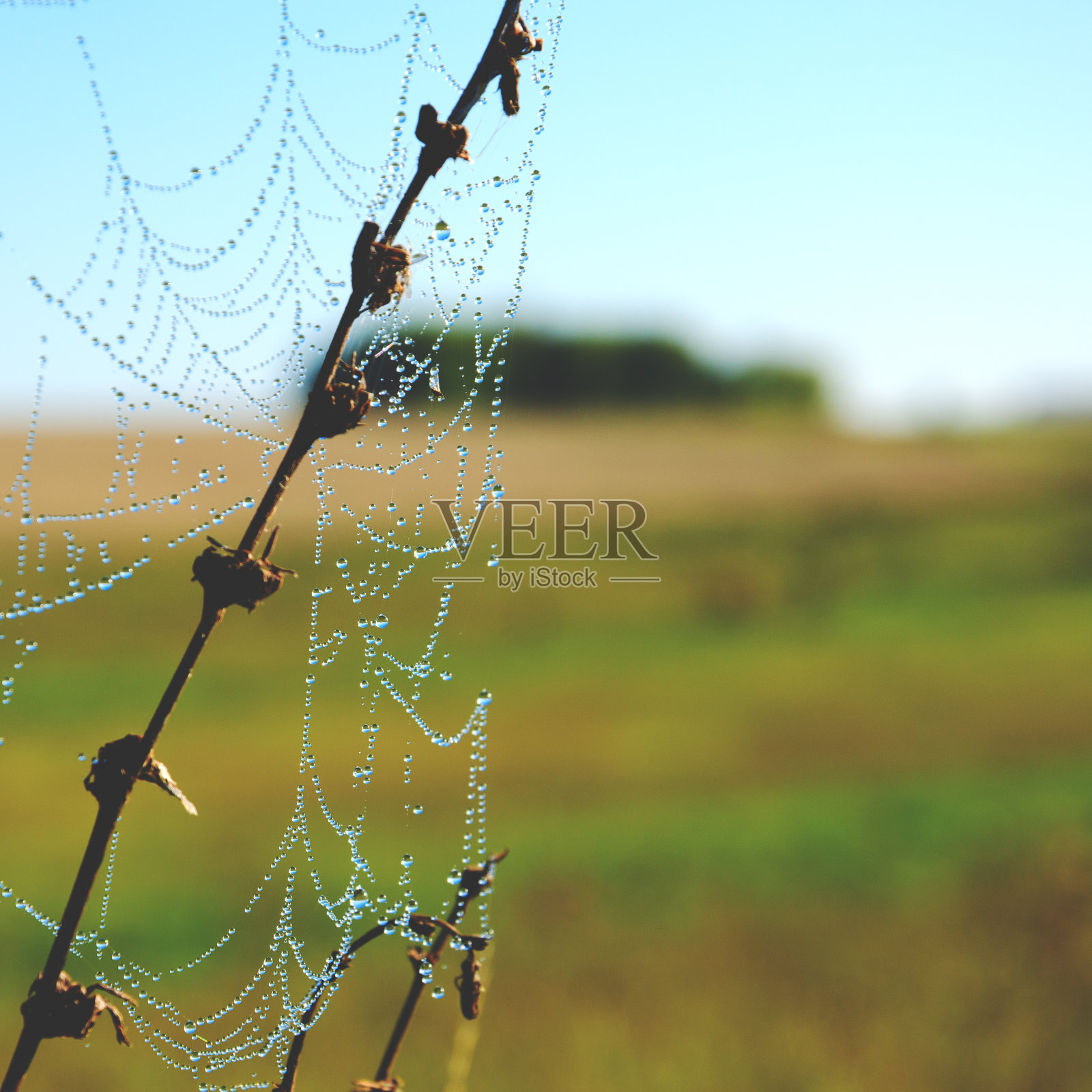 蜘蛛网的特写照片摄影图片