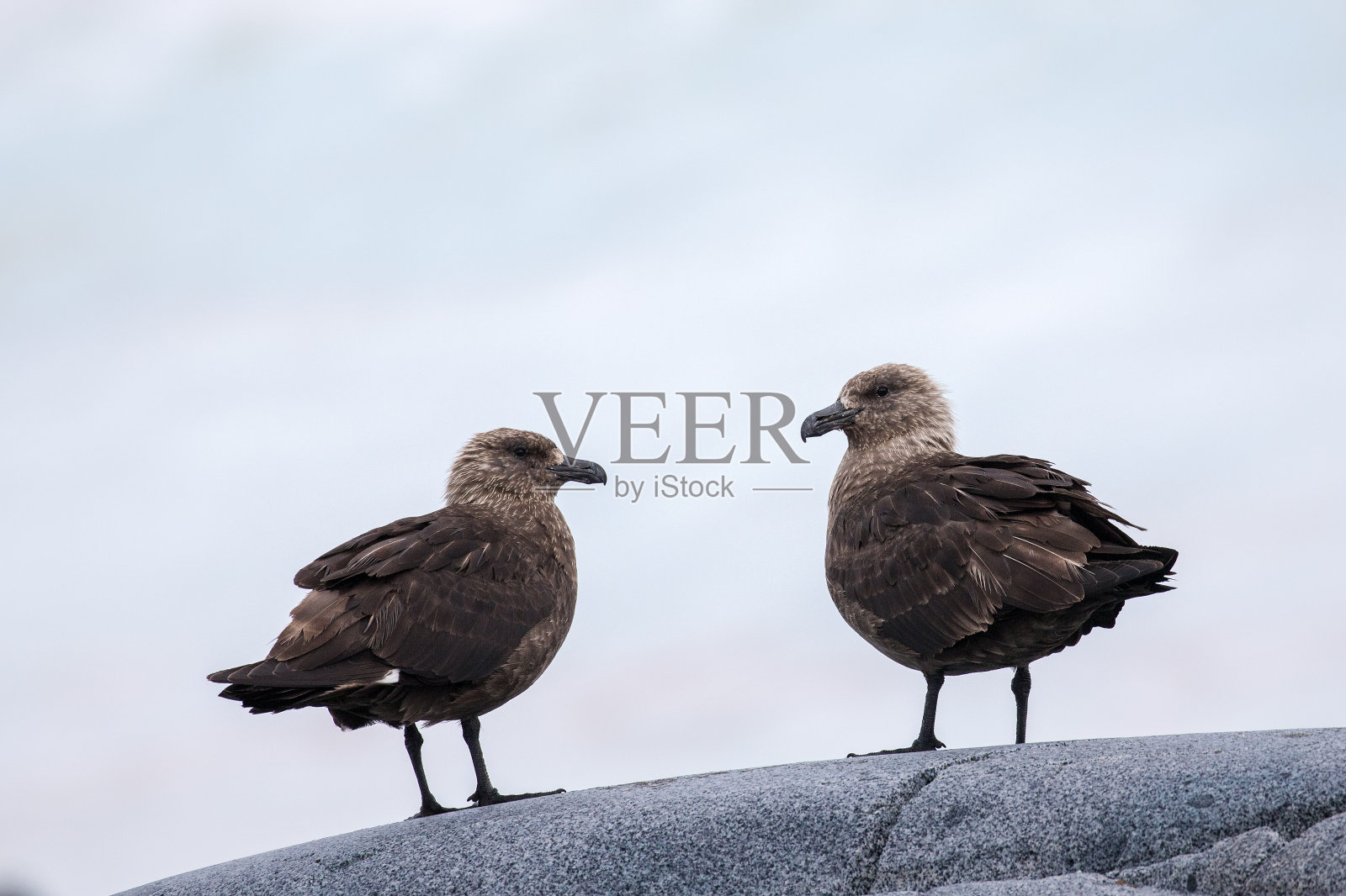 南极贼鸥照片摄影图片