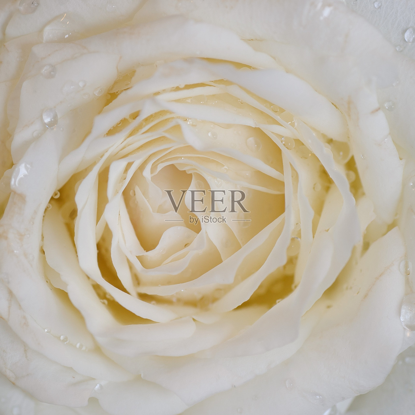 玫瑰花背景，白玫瑰，五彩背景照片摄影图片