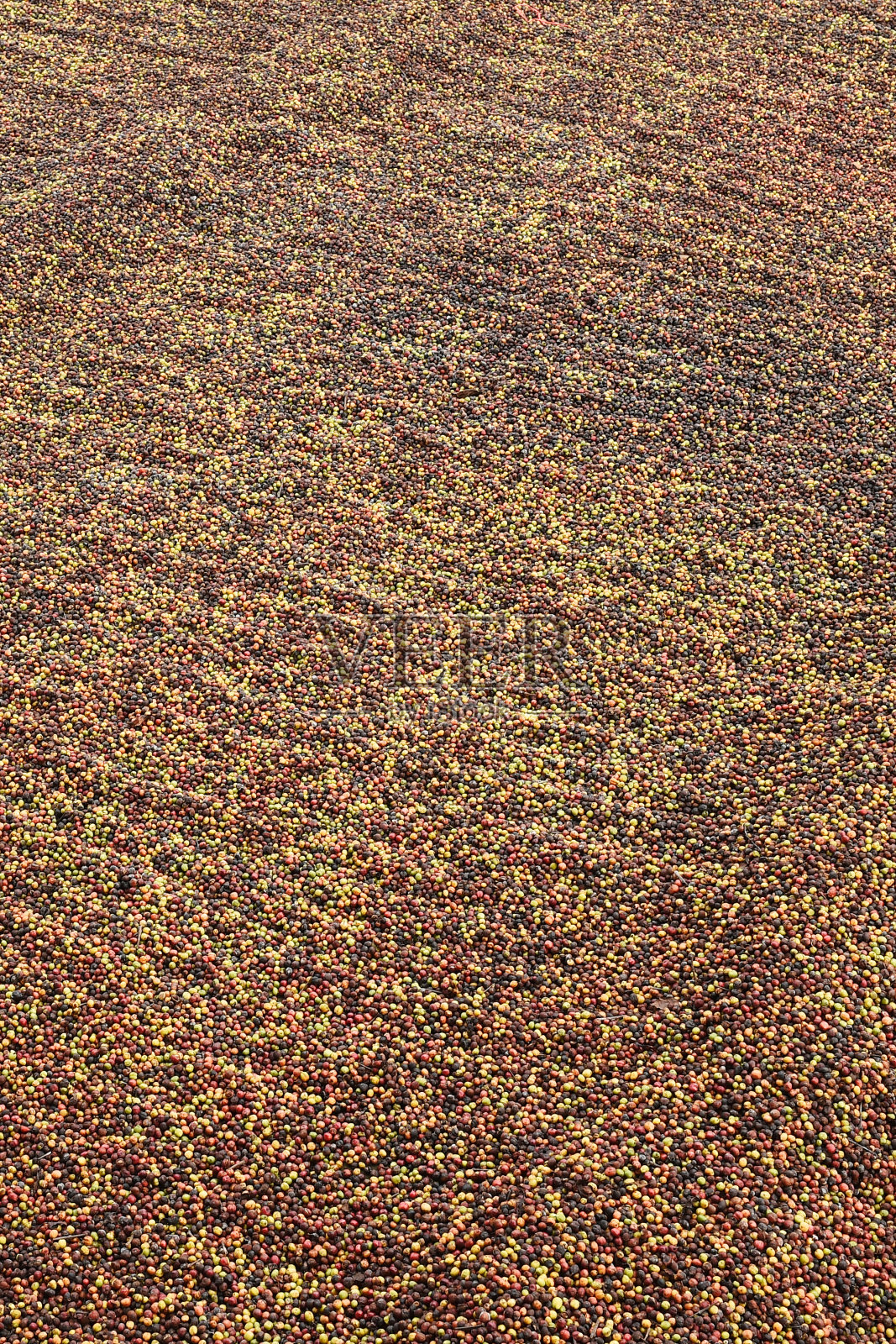 咖啡豆干燥照片摄影图片