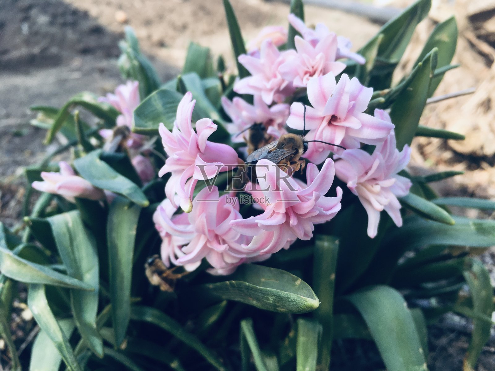 春天的粉红色的花照片摄影图片