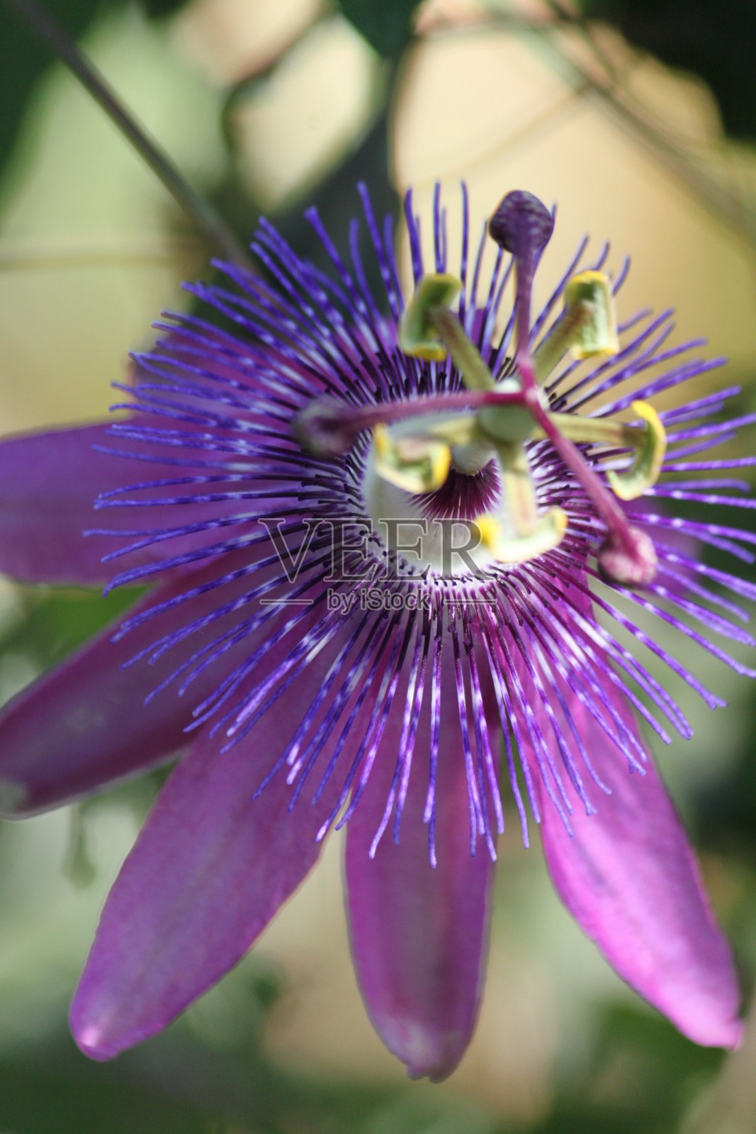 西番莲照片摄影图片