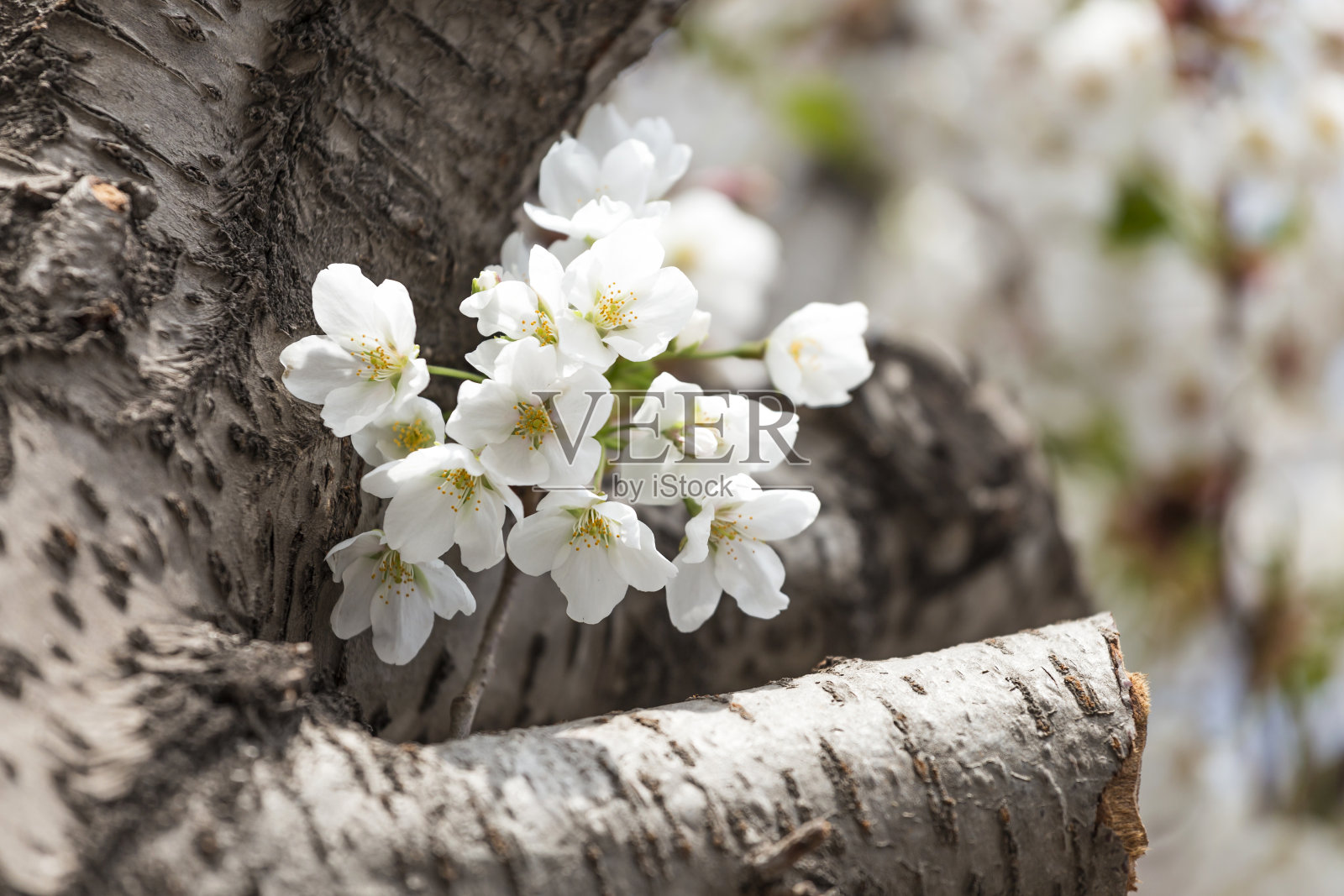 春天樱花盛开照片摄影图片