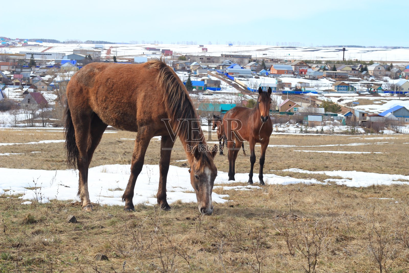 马在山上吃草照片摄影图片