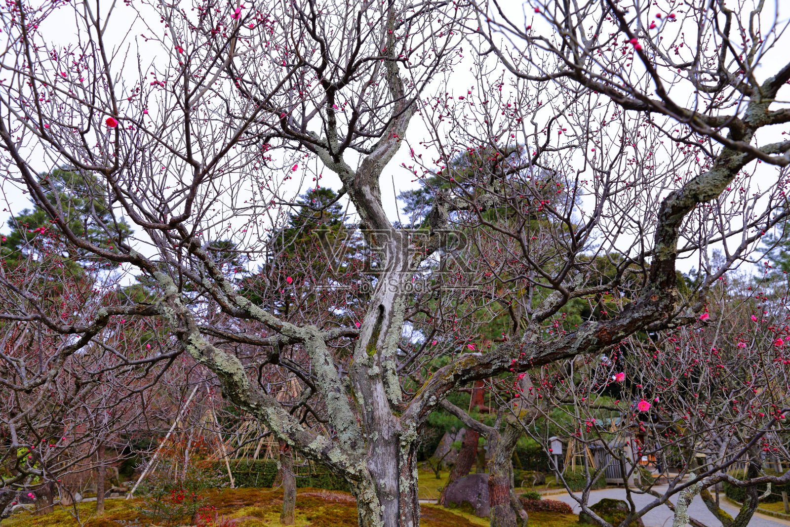 Kenroku-en位于日本石川金泽，日本三大花园之一。照片摄影图片
