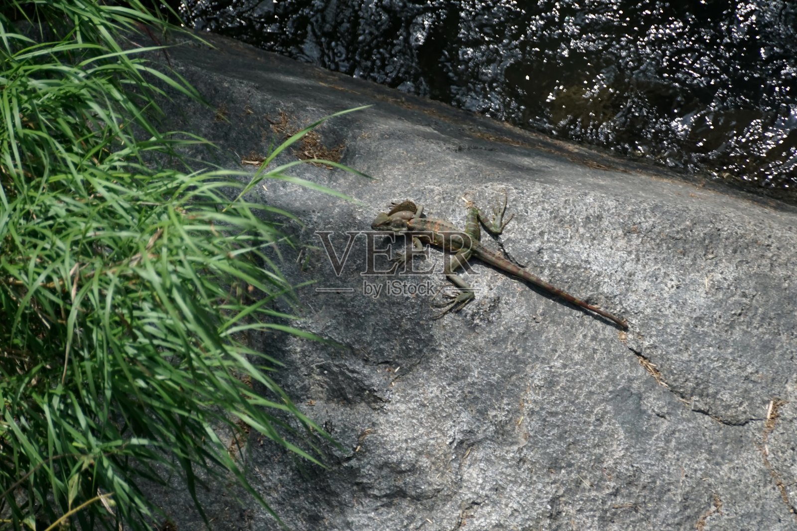 石头上的耶稣蜥蜴照片摄影图片