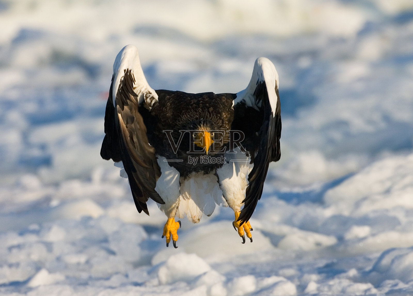 在日本罗臼附近飞行的海鹰(海鹰)。照片摄影图片