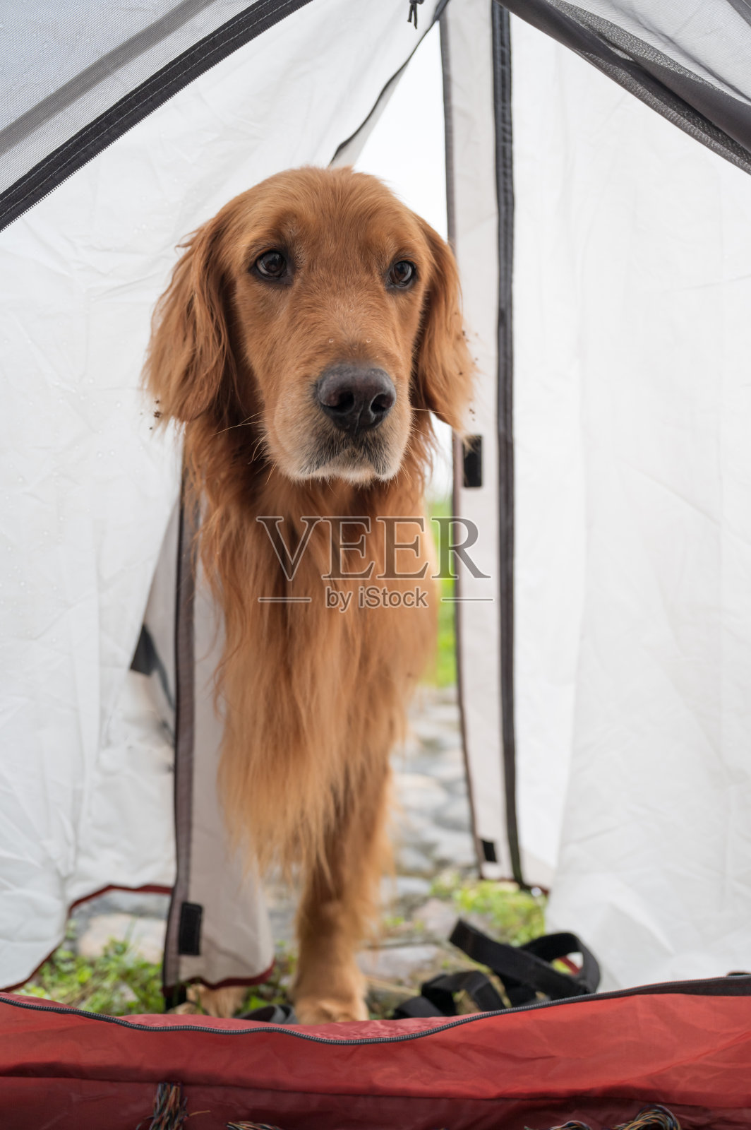 金毛猎犬把头伸进了帐篷里照片摄影图片
