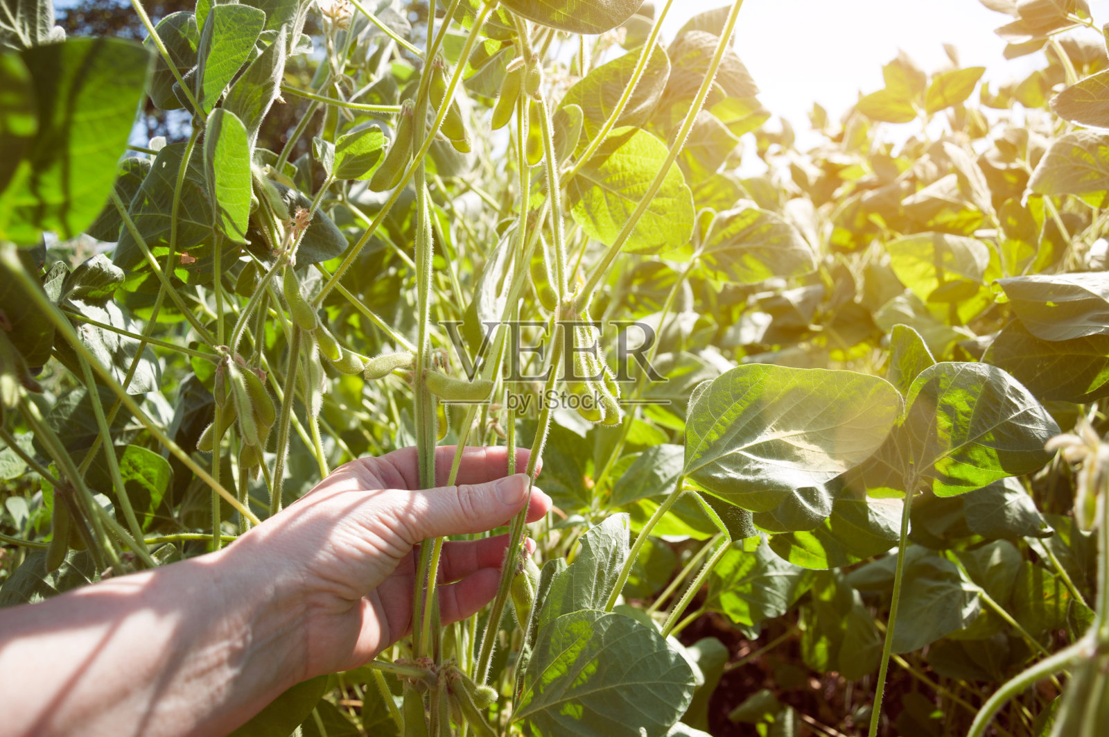 地里长着豆荚和花的大豆幼苗的茎。手触摸着品种植物的茎。一位妇女正在观察大豆作物的生长状况。照片摄影图片