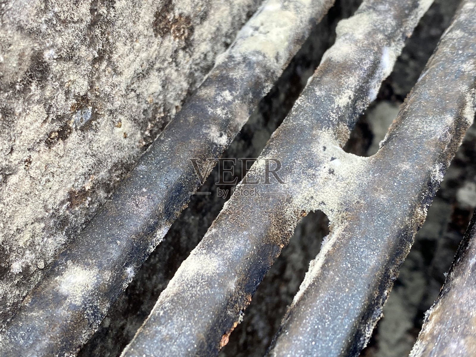 模具增长照片摄影图片