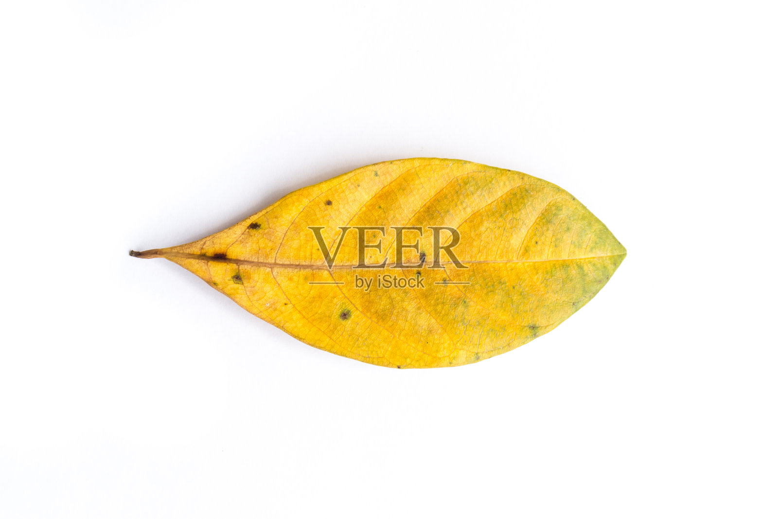 白色背景上的干叶子照片摄影图片
