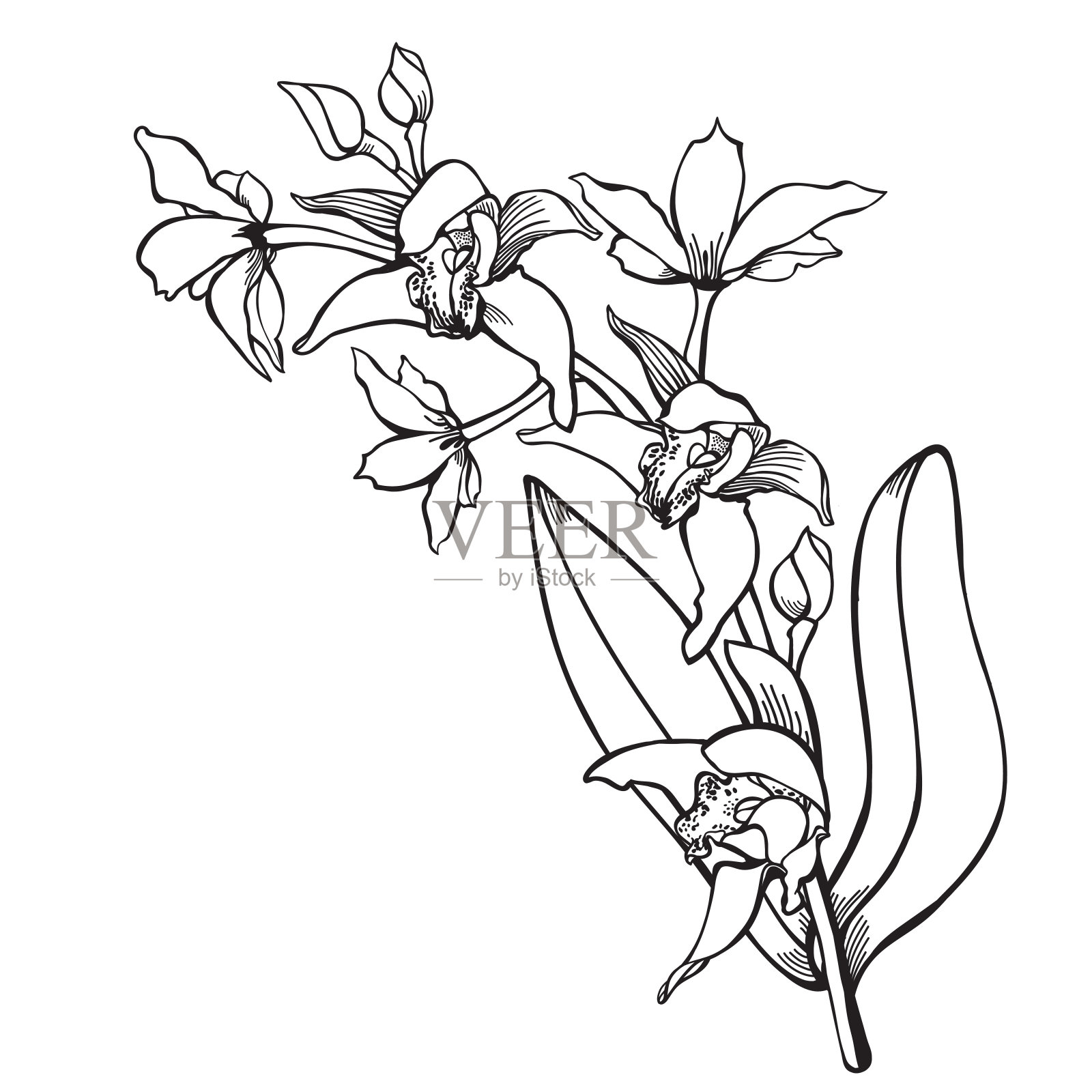 兰花手绘矢量插图插画图片素材
