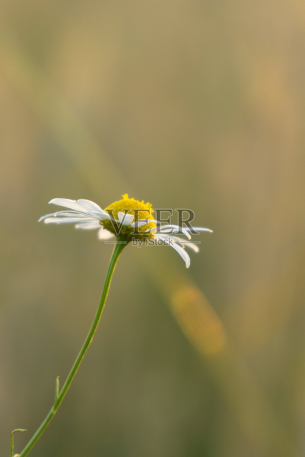 草地上开着白色和黄色的菊花花。照片摄影图片