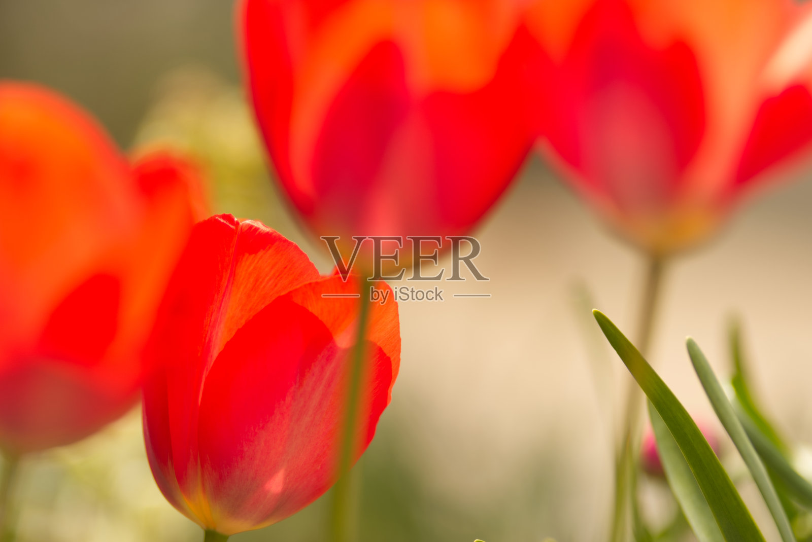 郁金香照片摄影图片