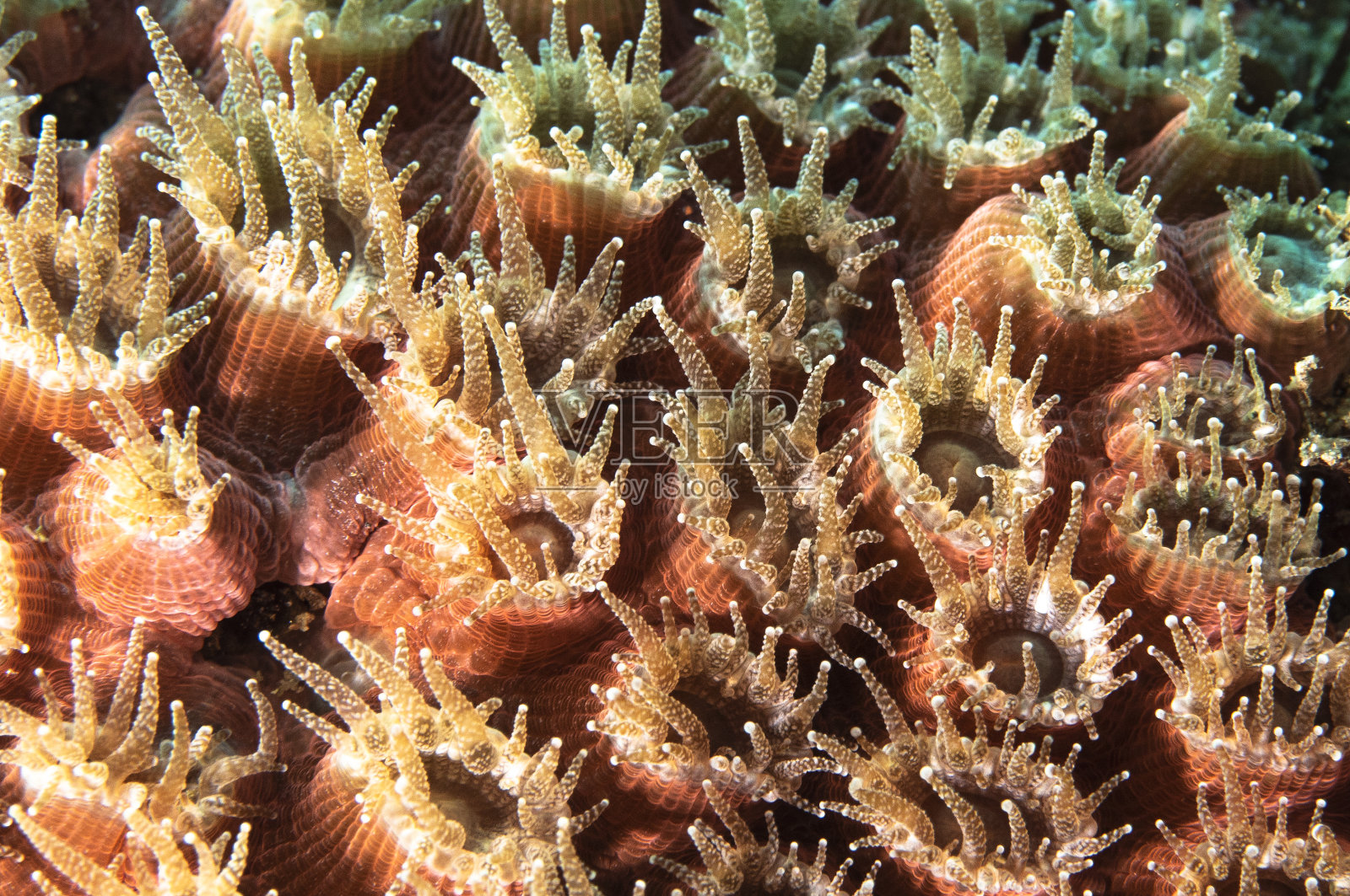 开放的息肉照片摄影图片