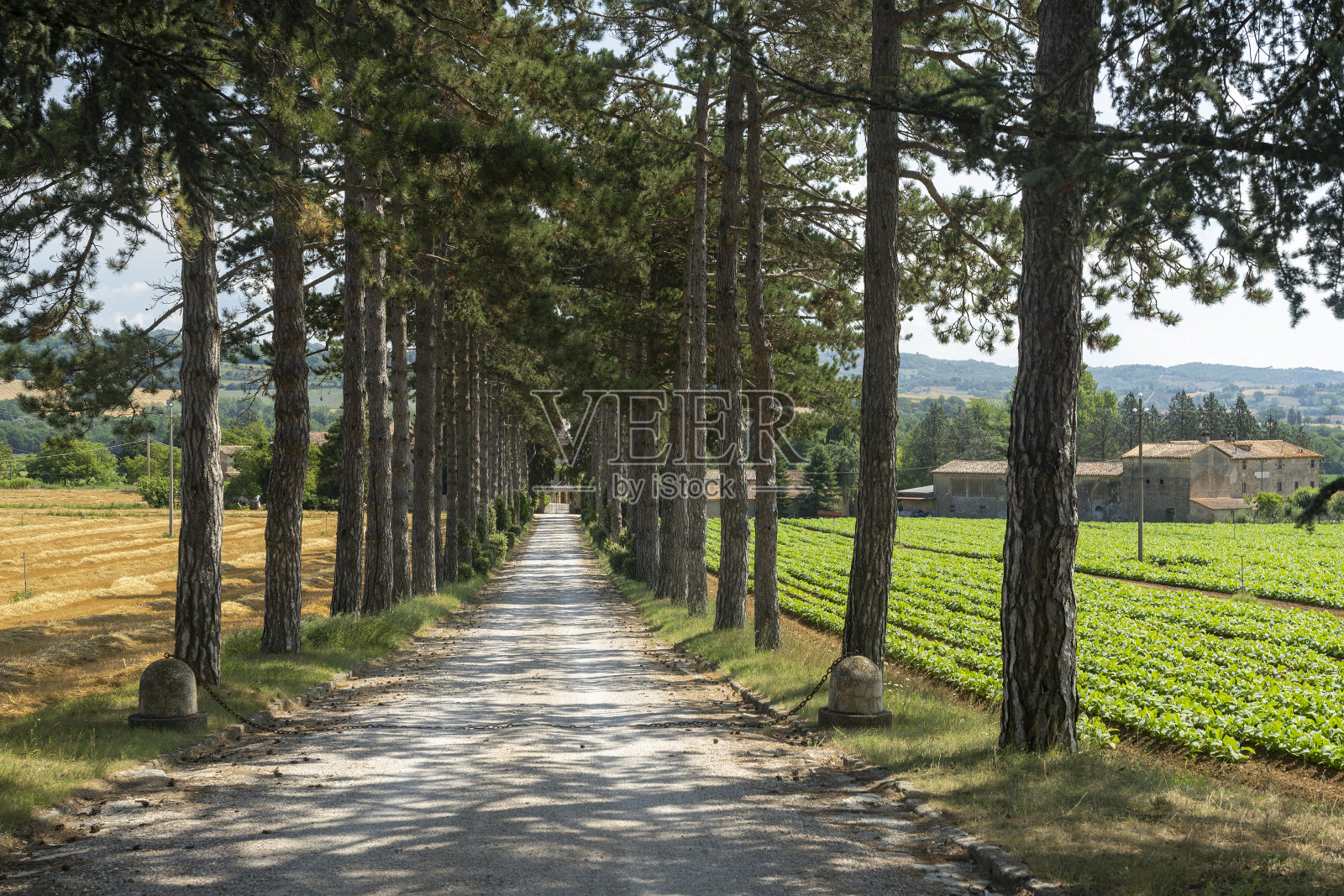 意大利翁布里亚翁伯泰德附近的夏季景观照片摄影图片