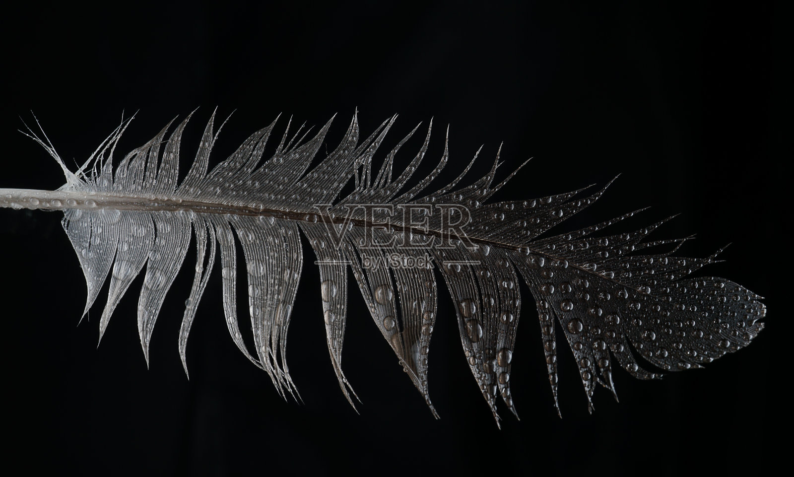 具有超现实形状水滴的羽毛照片摄影图片