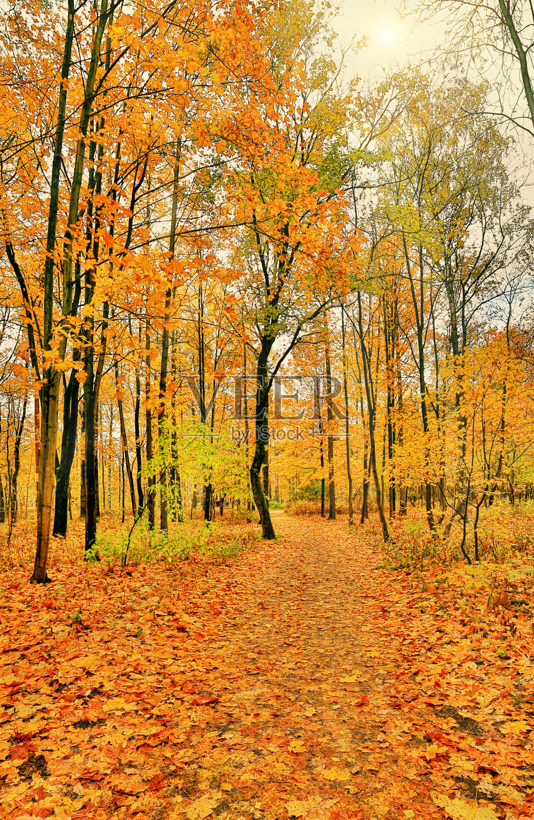 枫叶暗金色的叶子在秋天阳光明媚的公园照片摄影图片