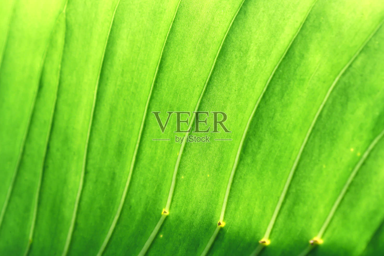 绿叶纹理或白杨花图案为背景照片摄影图片